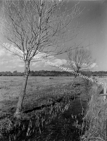 TREES CLOUDS DITCH